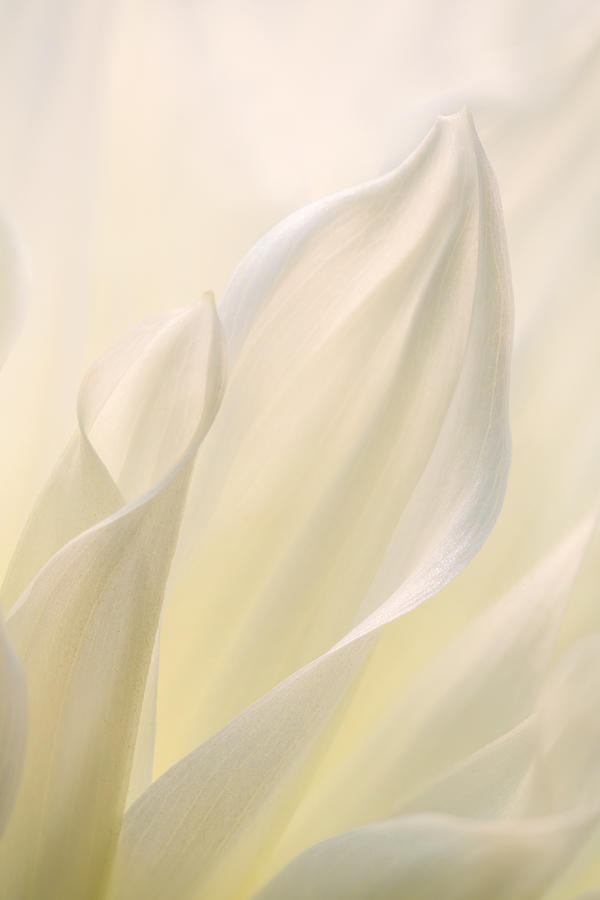 White Delicacy Photograph by Mary Jo Allen