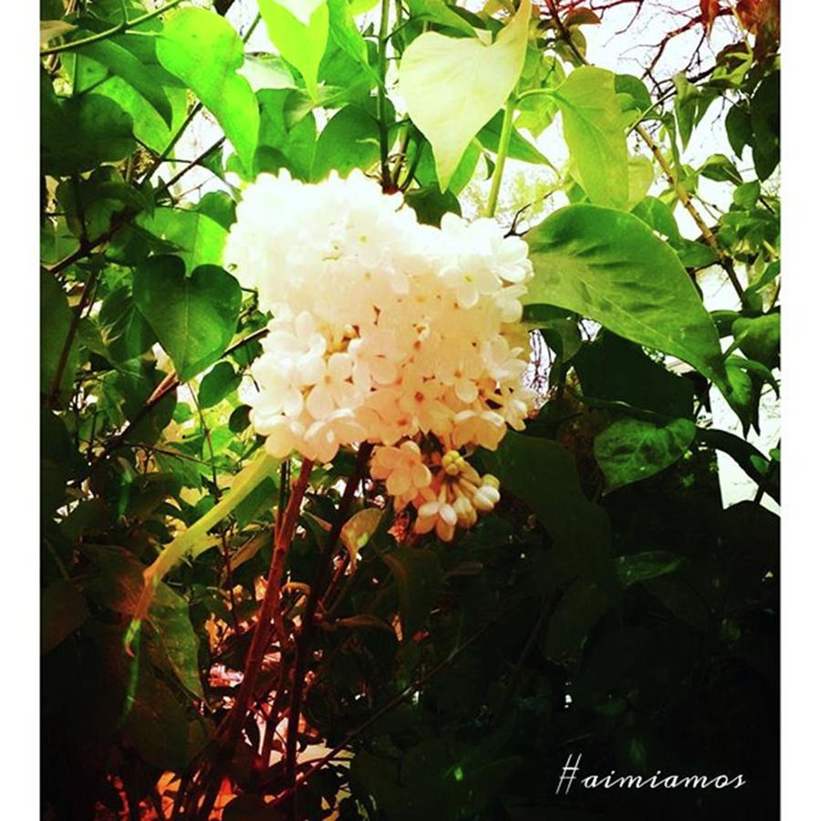 Spring Photograph - White Delicate Lilac Blossom #flower by Daniela Elena Vilcea