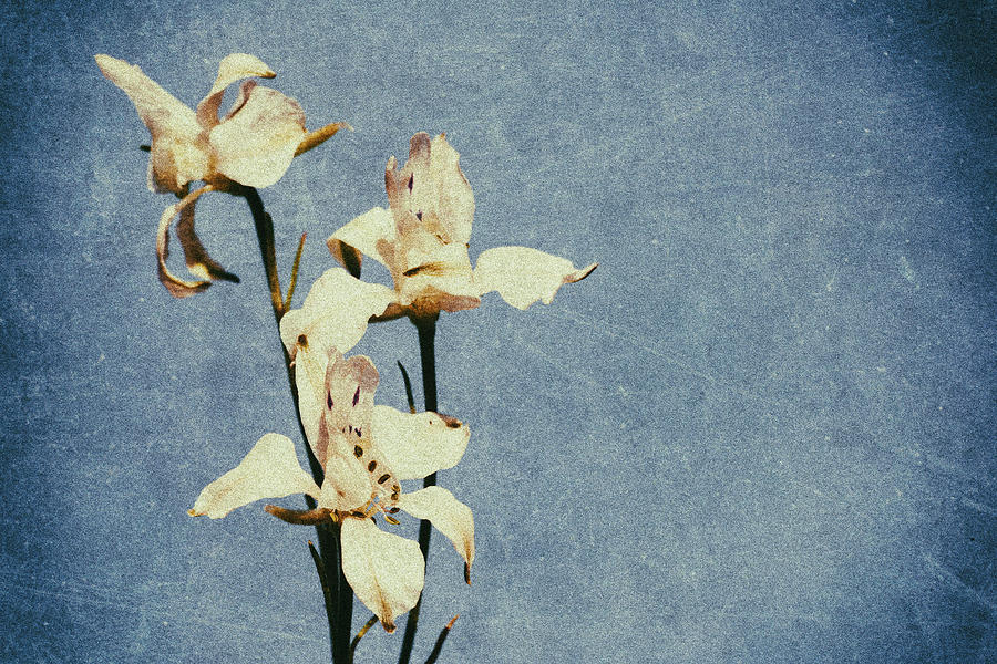 White Delphinium of Forgetfulness Photograph by John Williams