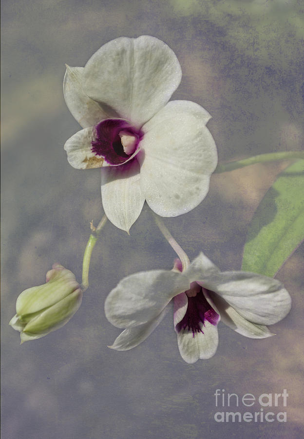 White Dendrobium Textured Photograph by Michelle Meenawong