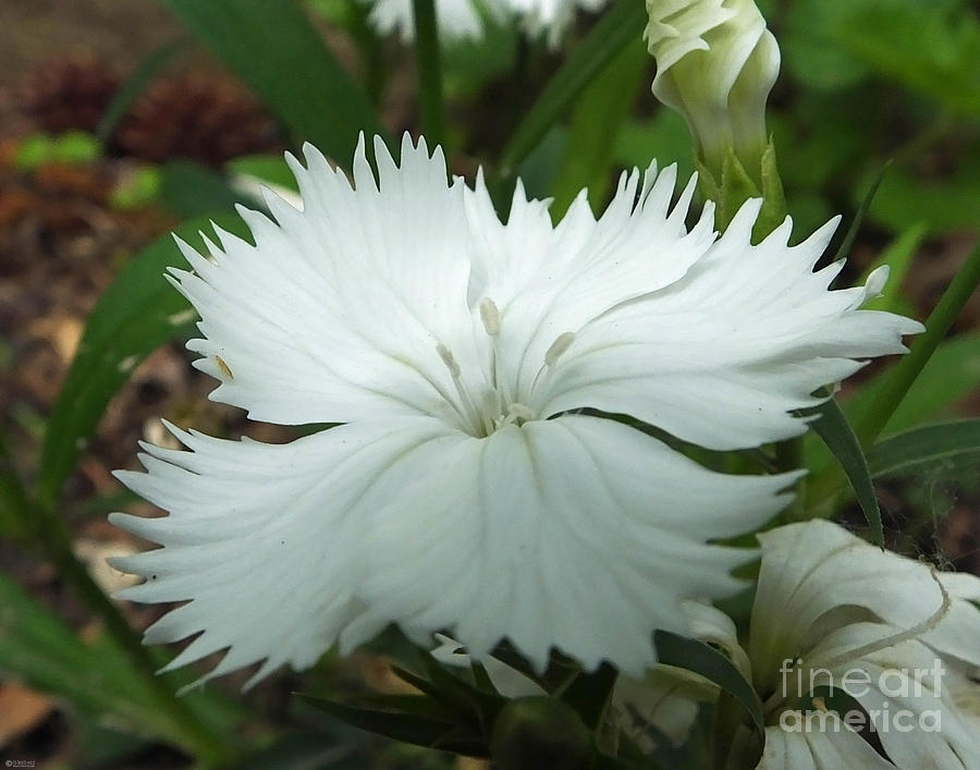 White Dianthus Photograph by Lizi Beard-Ward