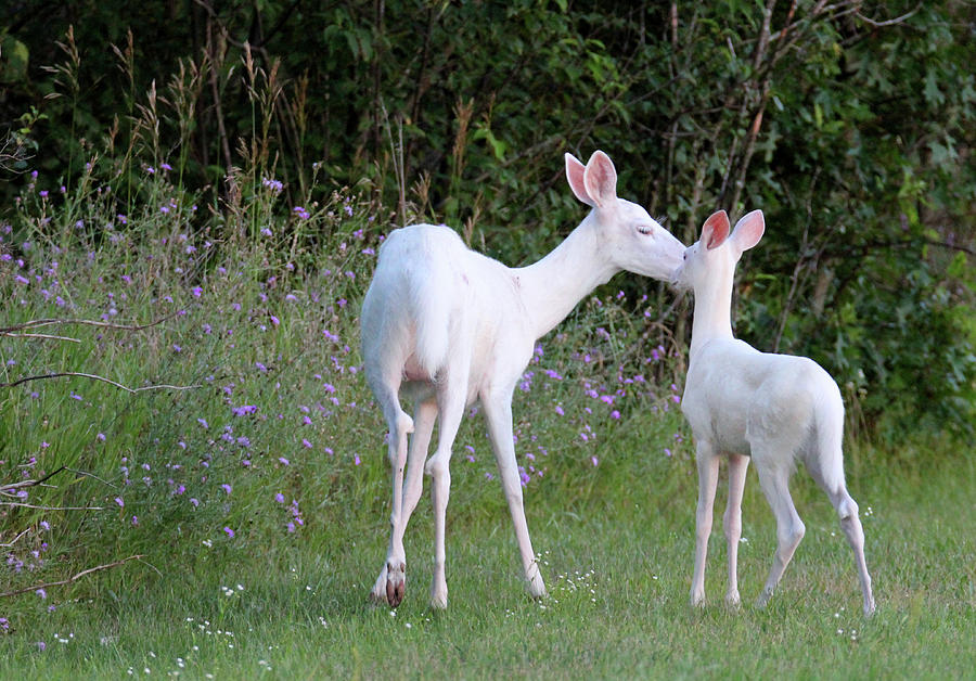 White Doe And Fawn Photograph By Brook Burling | Fine Art America