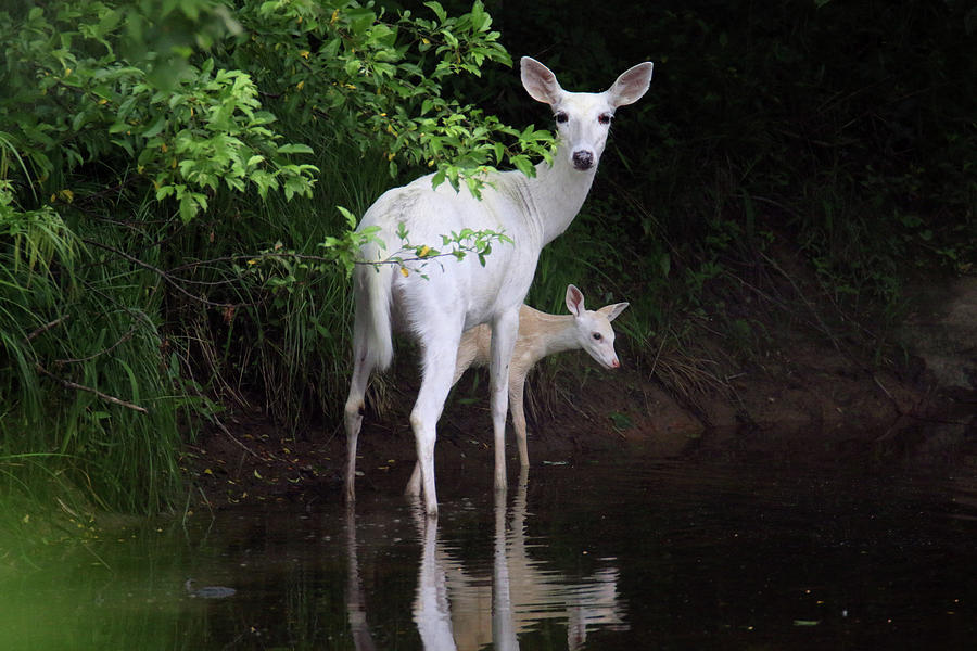 White Doe and Fawn wading in Creek 1 Photograph by Brook Burling