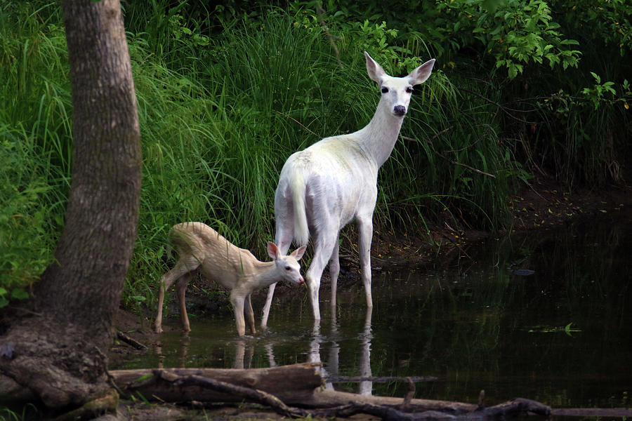 White Doe and Fawn wading in Creek 2 Photograph by Brook Burling