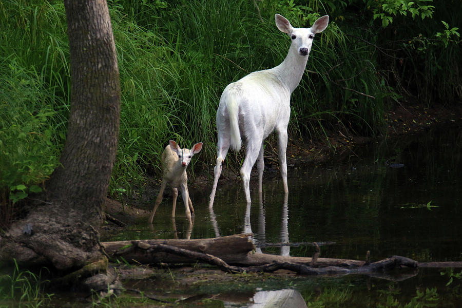 White Doe and Fawn wading in Creek 3 Photograph by Brook Burling