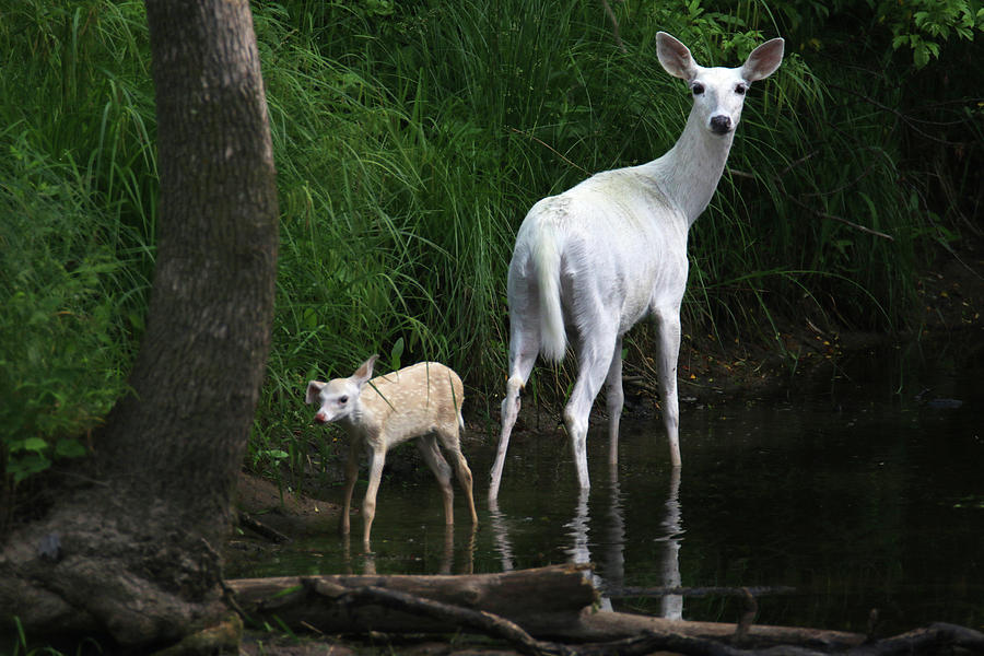 White Doe and Fawn wading in Creek 4 Photograph by Brook Burling