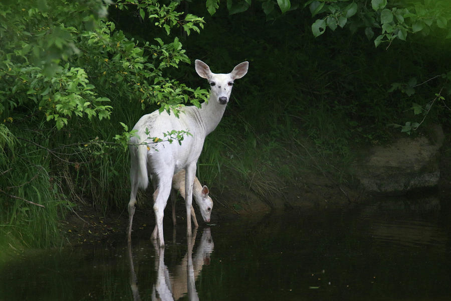 White Doe and Fawn wading in Creek Photograph by Brook Burling