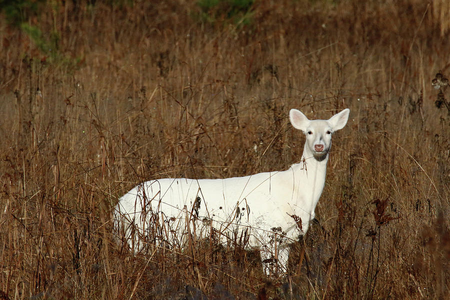 White Doe Photograph by Brook Burling