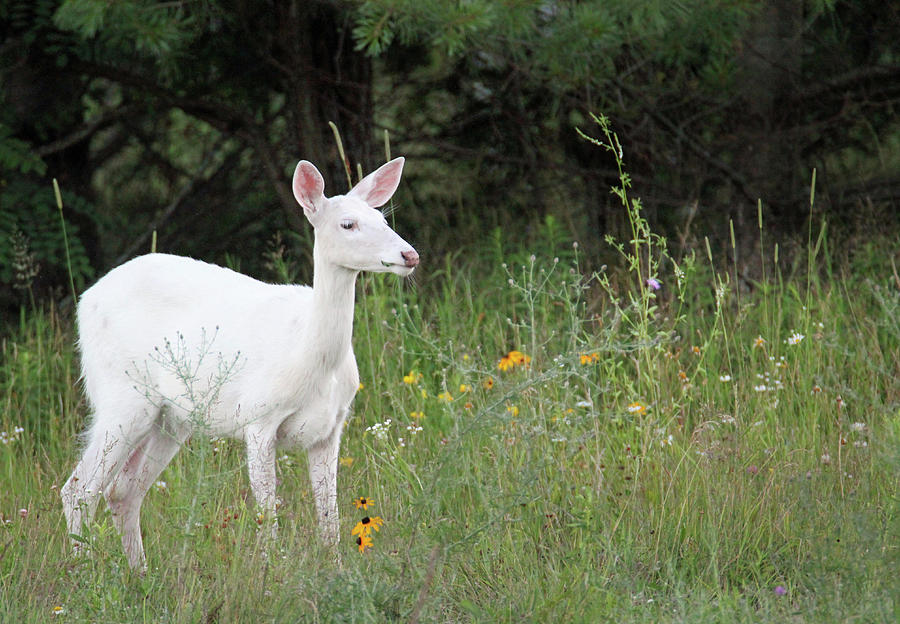 White Doe Deer Photograph by Brook Burling