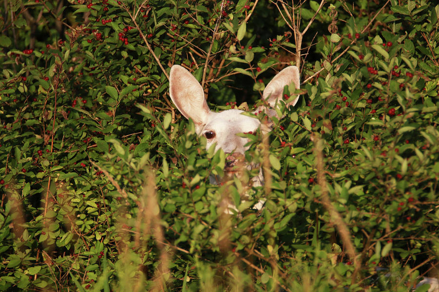 White Doe in Berries Photograph by Brook Burling
