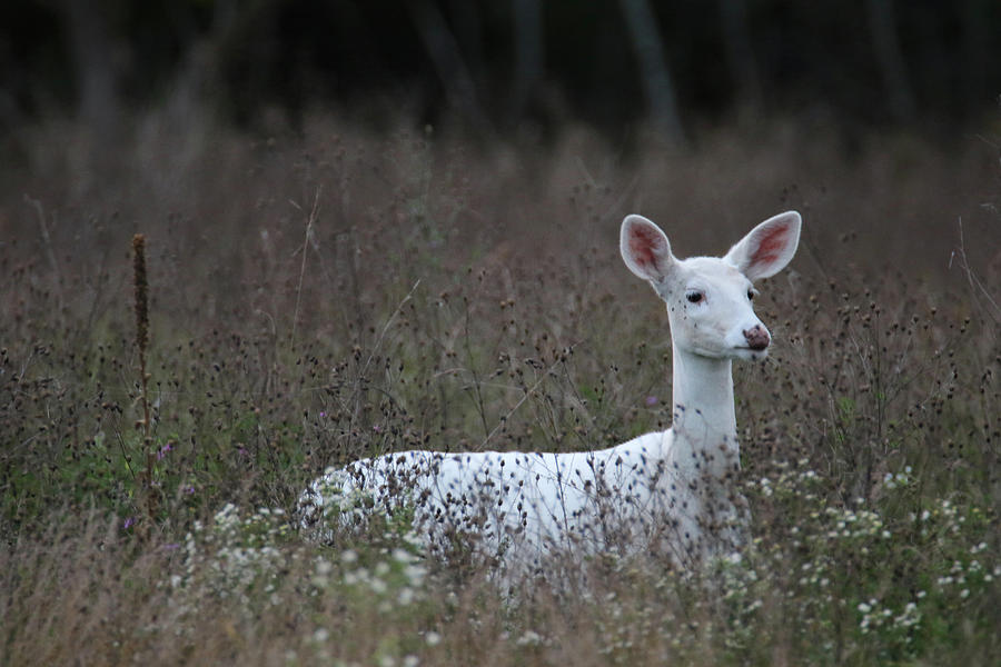 white Doe in Weeds Photograph by Brook Burling