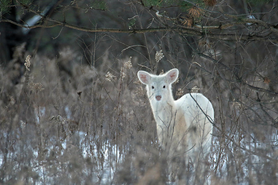White Doe In Winter Photograph by Brook Burling