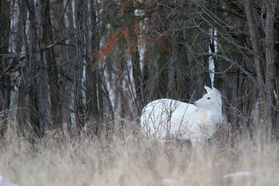 White Doe Look Back Photograph by Brook Burling