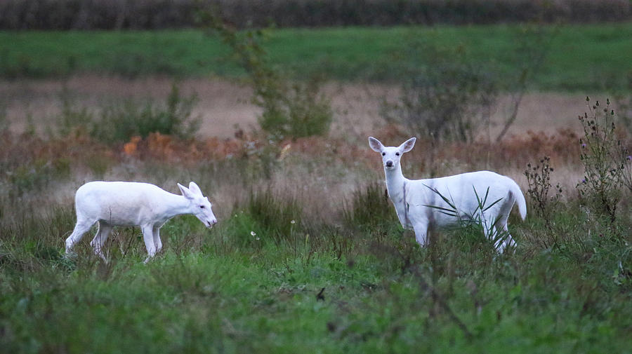 White Doe White Fawns 1 Photograph by Brook Burling