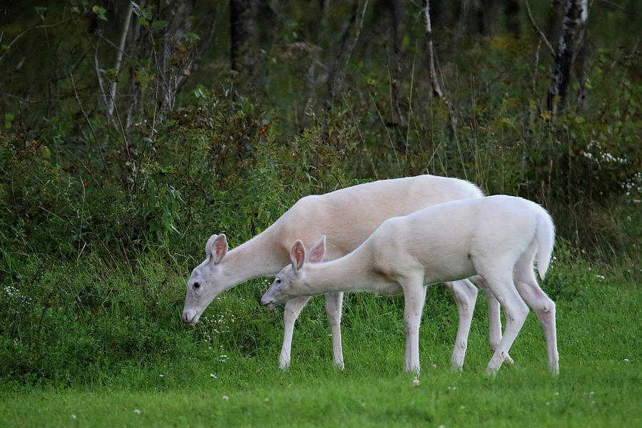 White Doe White Fawns 6 Photograph by Brook Burling