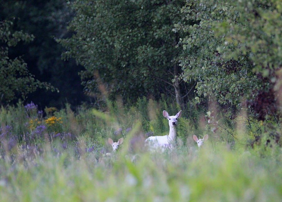 White Doe White Fawns Photograph by Brook Burling