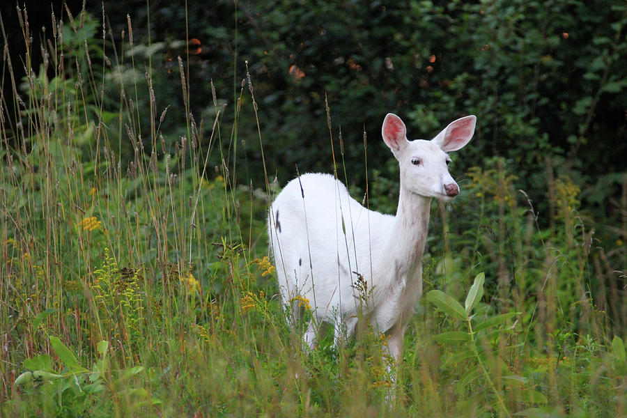 White Doe with Pink Nose Photograph by Brook Burling