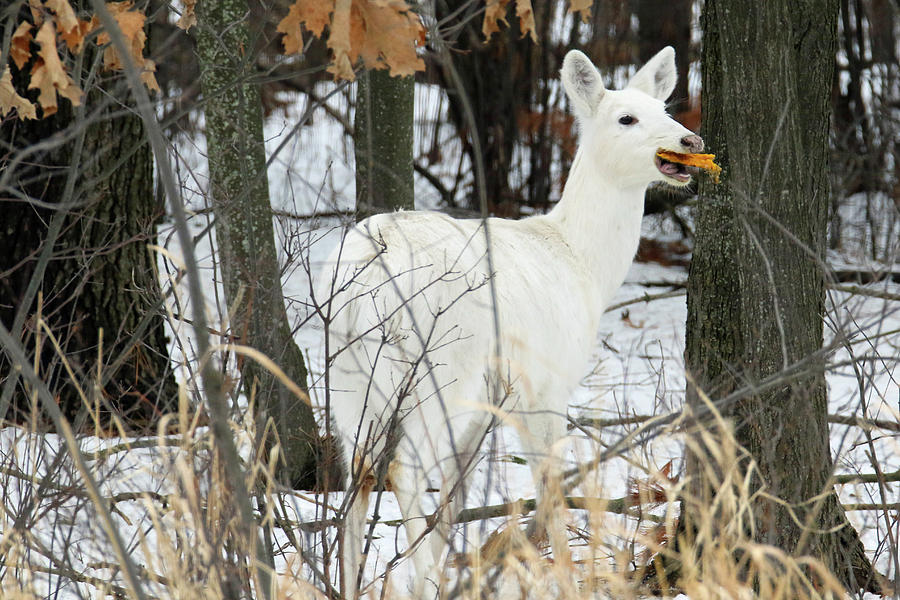 White Doe With Squash Photograph by Brook Burling