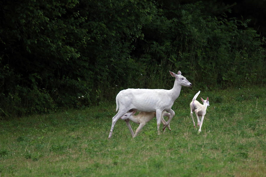 White Doe with Twins Photograph by Brook Burling