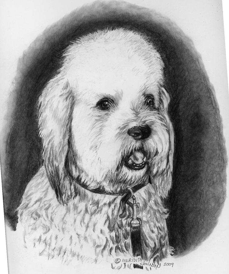 White Dog Drawing by Meridith Johnson Fine Art America