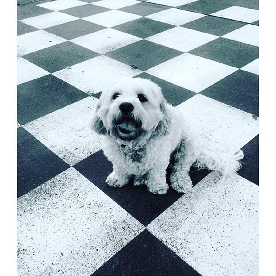 Chess Photograph - White Dog Takes Black Knight
sit by Paul Dal Sasso
