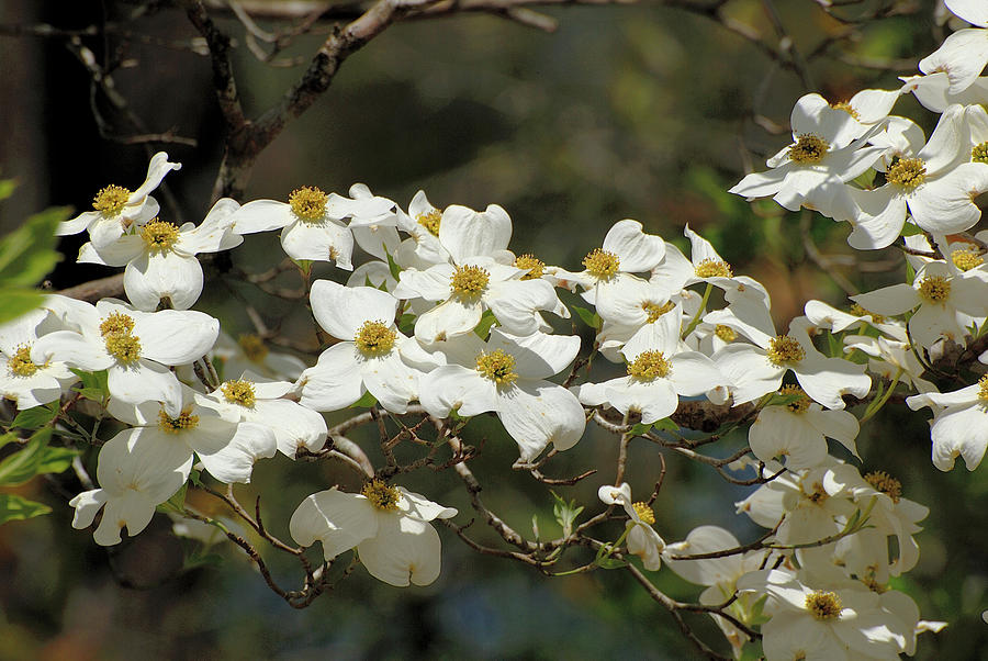White dog wood blossoms Photograph by David Campione