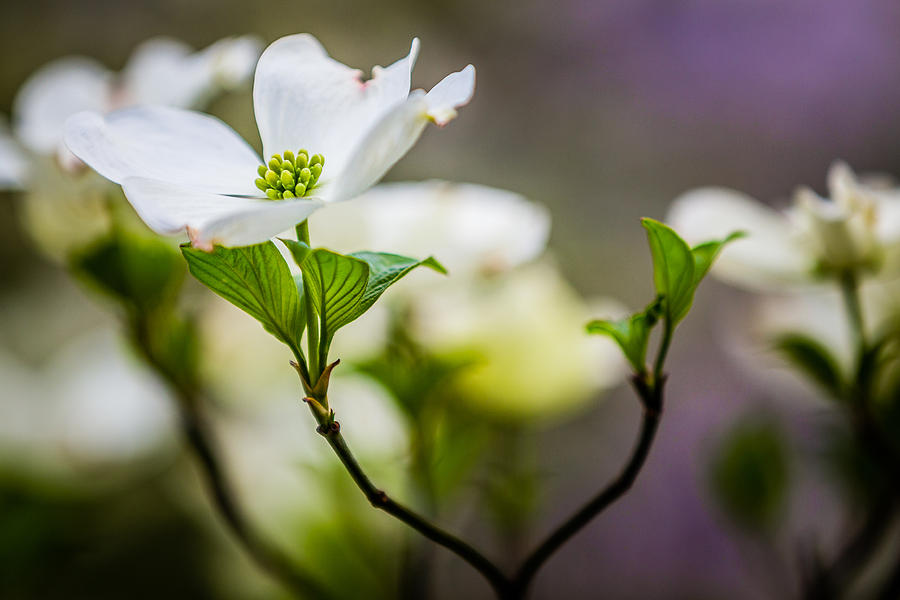 White Dogwood 1 by Karen Saunders White Dogwood 1 by Karen Saunders