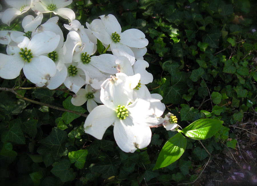 White Dogwood and Ivy 2 Photograph by Nancy Patterson