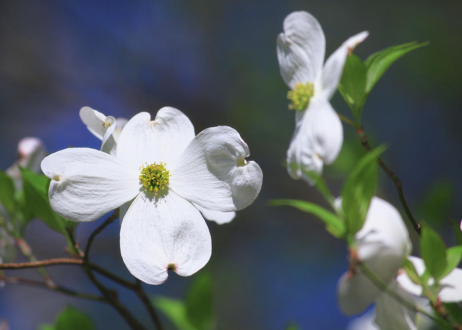 White Dogwood Bloom Photograph by Jill Lang