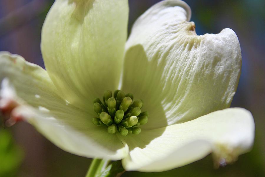White Dogwood Blooming Smile Photograph by M E
