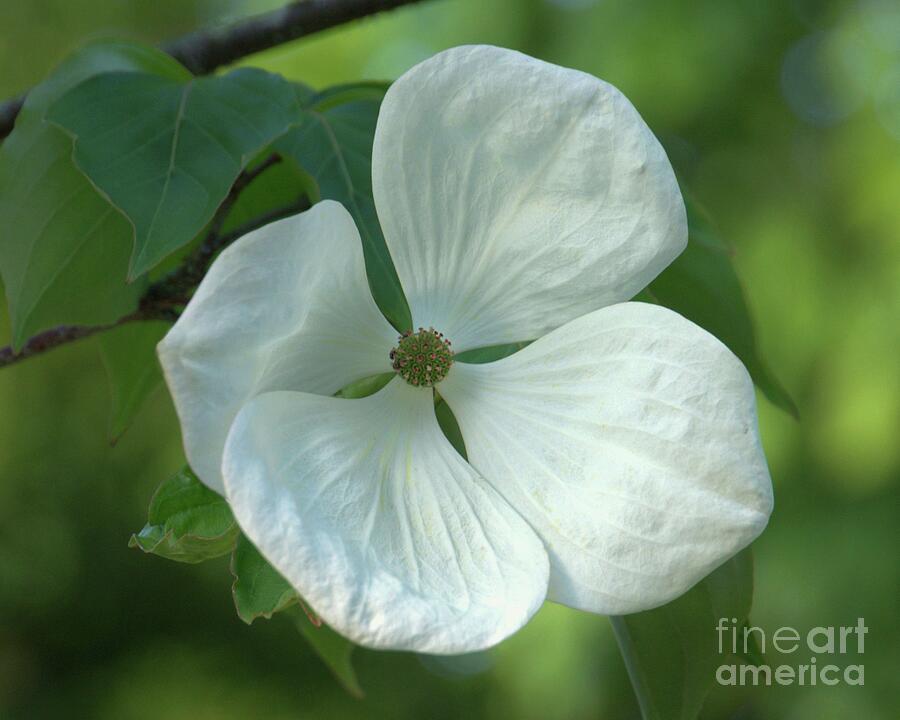 White Dogwood Blossom Photograph by Patricia Strand