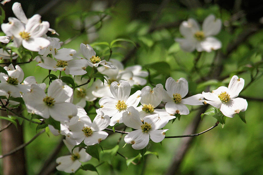 White Dogwood Blossoms Photograph by Trina Ansel