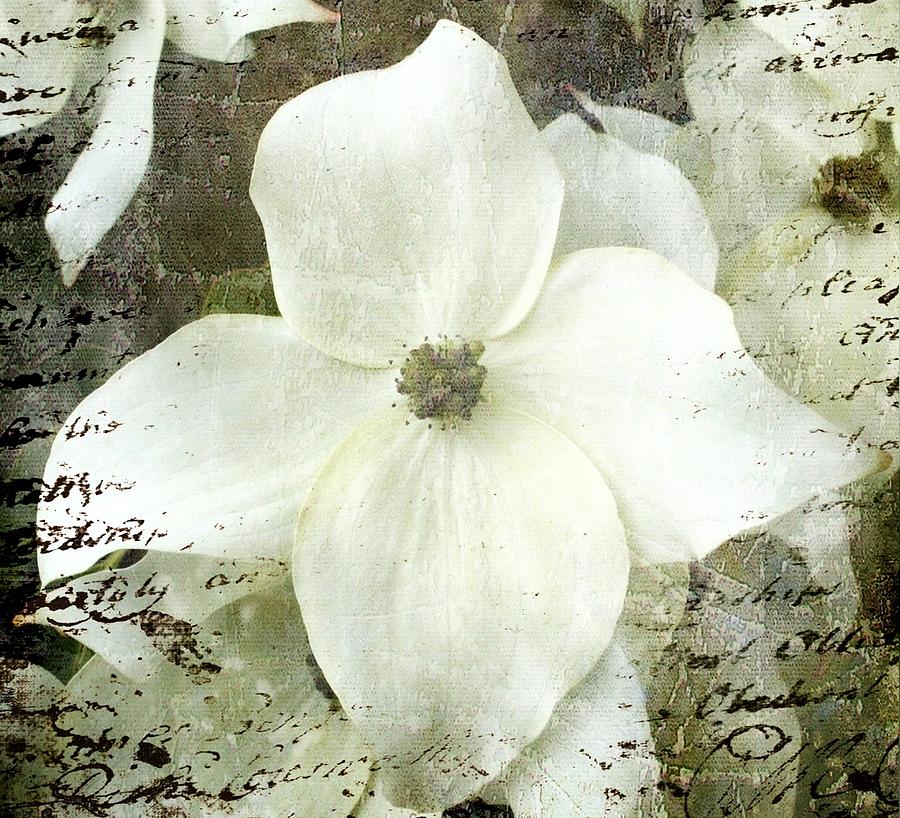 Flower Photograph - White Dogwood by Cathie Tyler