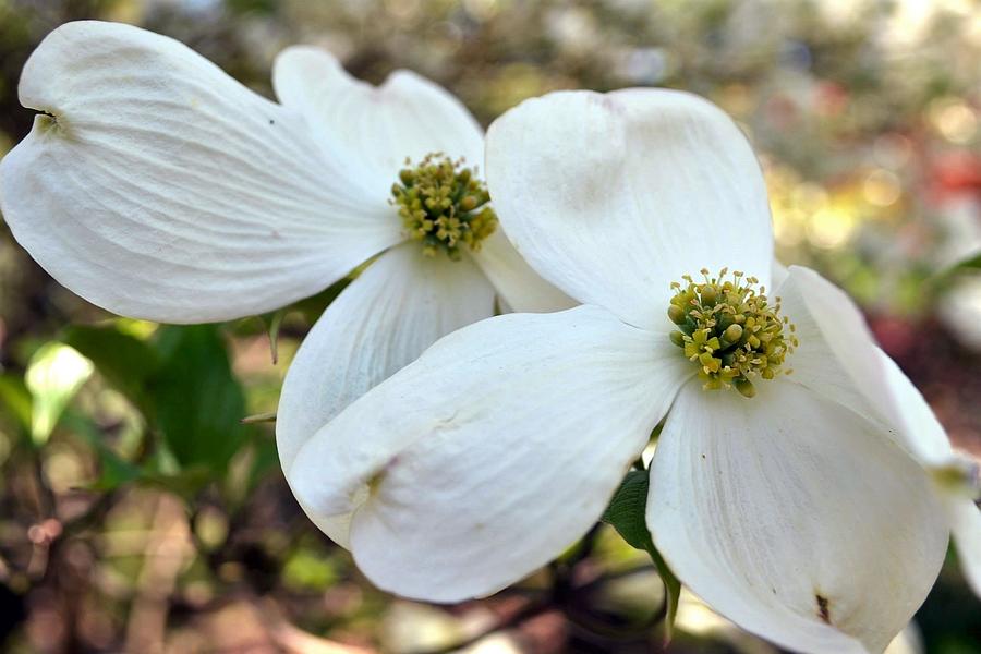 White Dogwood Photograph by Deepa Sahoo - Fine Art America