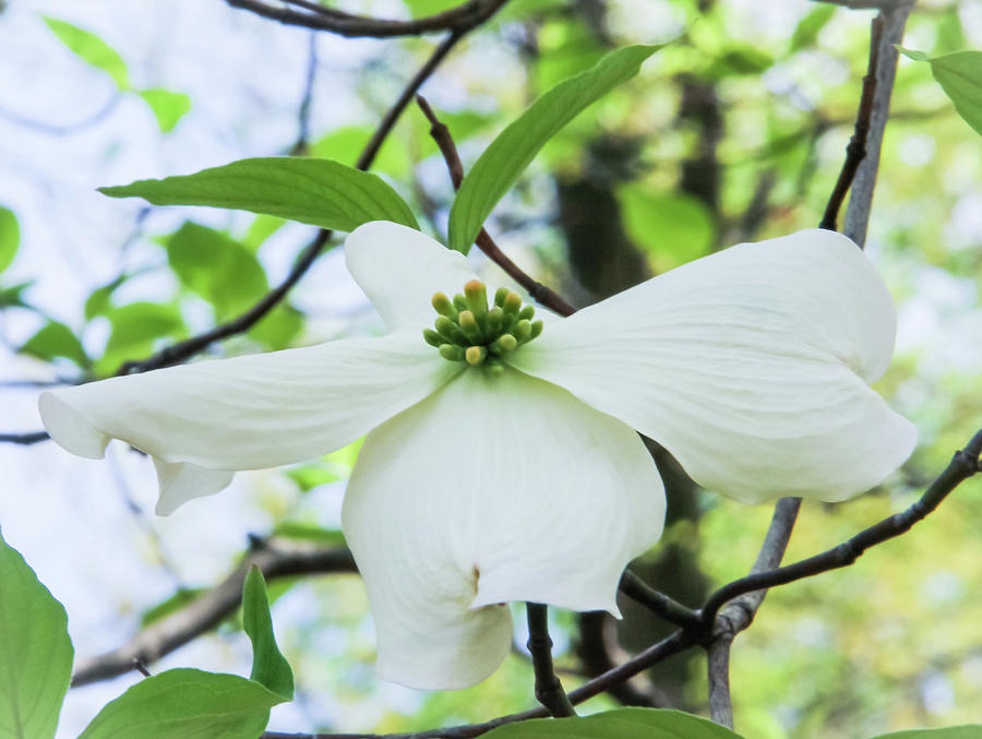 Spring Photograph - White Dogwood Flower by Amy Sorvillo