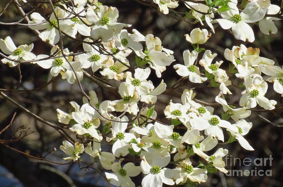 White Dogwood Flowers Photograph by Anita Adams