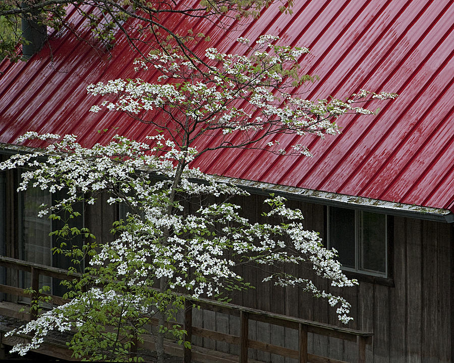 White Dogwood in the Rain Photograph by Mitch Spence
