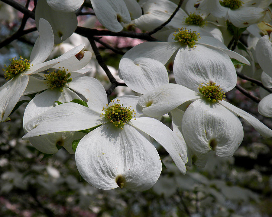 White Dogwood Photograph by Janis Kirstein