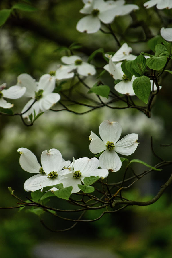 White Dogwood Photograph by SeaStarr Photography - Fine Art America