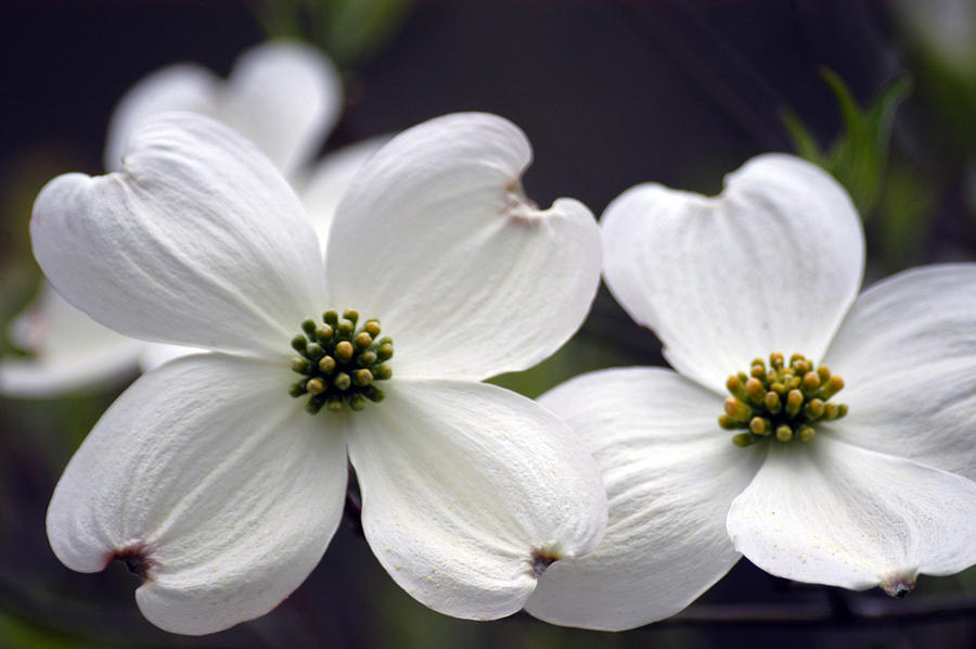 White Dogwood Photograph by Steven Eubanks - Fine Art America