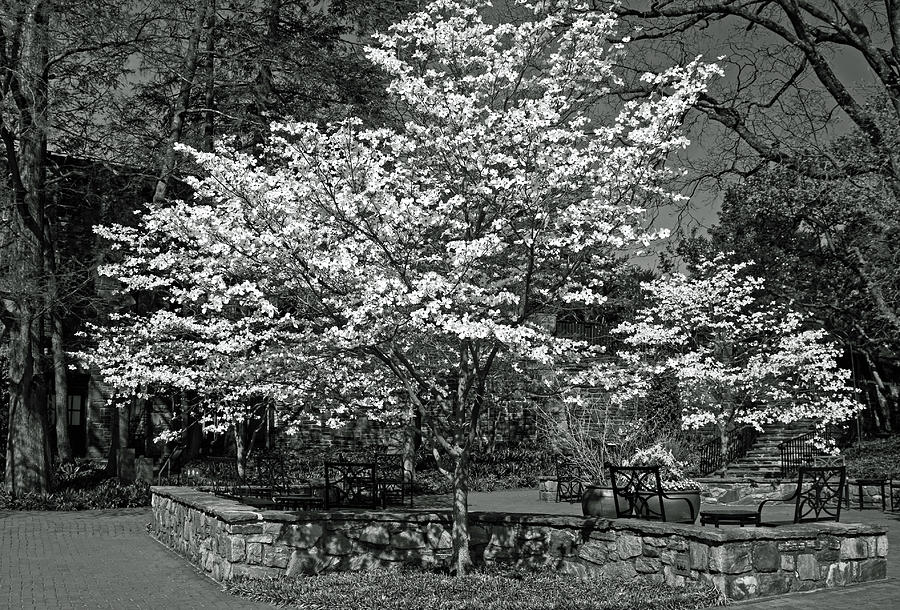 White Dogwood Tree Photograph by Sally Weigand
