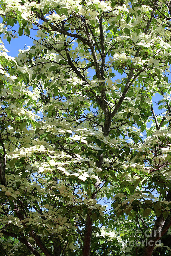 White Dogwood with Blue Sky Photograph by Carol Groenen