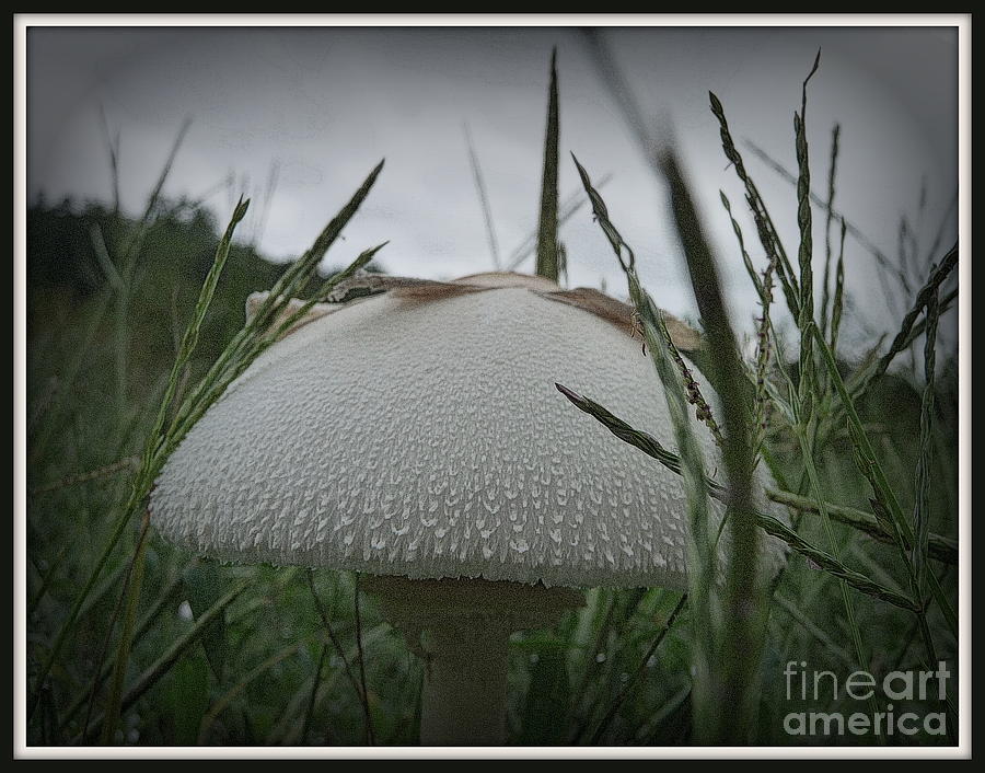 White Dome Photograph By Anita Goel - Fine Art America