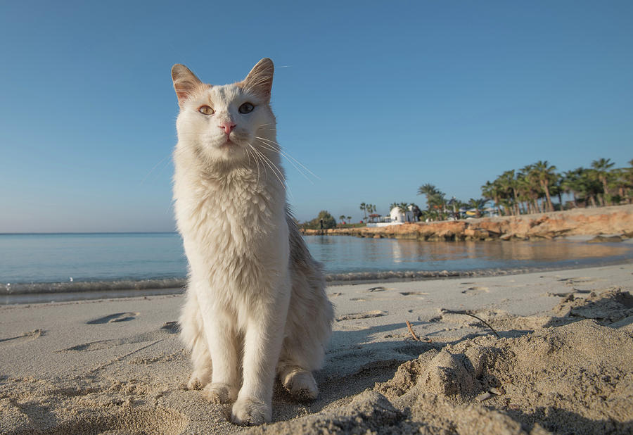 White  Domestic Cat Sitting On The Beach Photograph