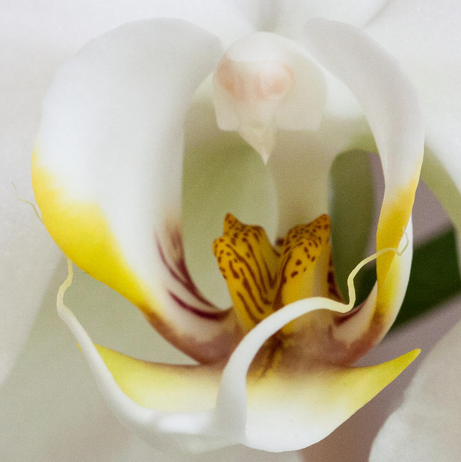 Nature Photograph - White Doritaenopsis by Jeff Folger