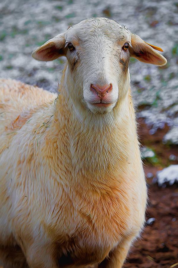 White Dorper Sheep  Photograph by Carol Montoya
