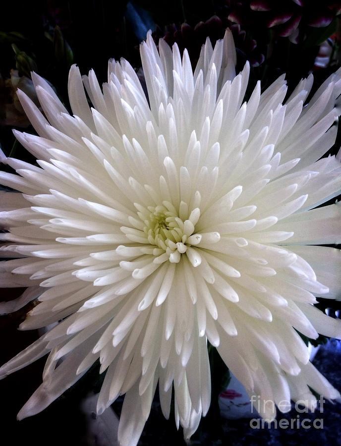 White Double Chrysanthemum Photograph by Joan-Violet Stretch