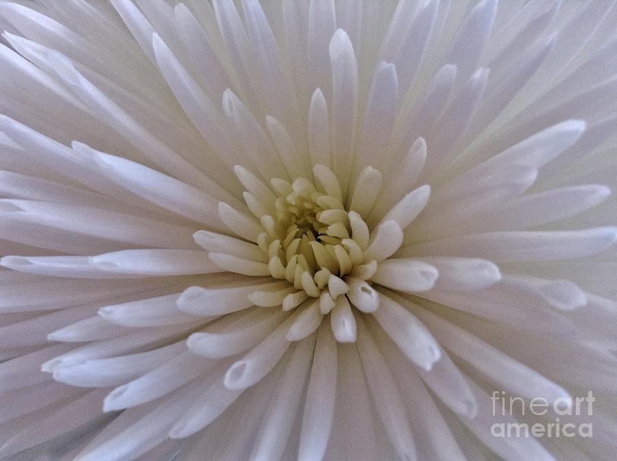 White Double Chrysanthemum Macro Photograph by Joan-Violet Stretch