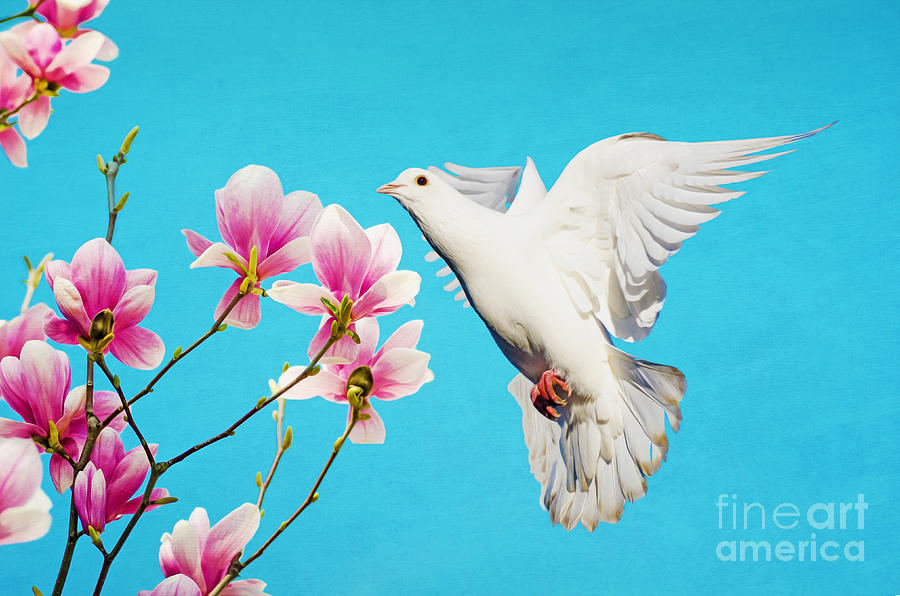 Magnolia Movie Photograph - White Dove at Magnolia by Laura D Young