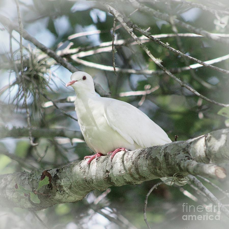 Dove Photograph - White Dove Messenger by Ella Kaye Dickey